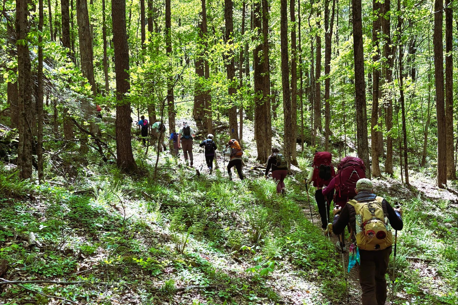 International Forest Day Hike at Salt Springs Park