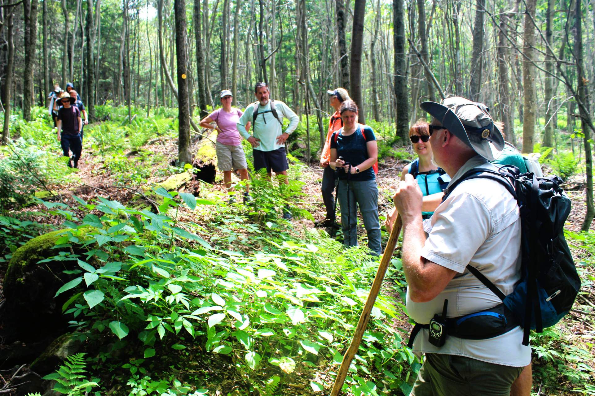 Small Business Support Hikes Loyalsock State Forest